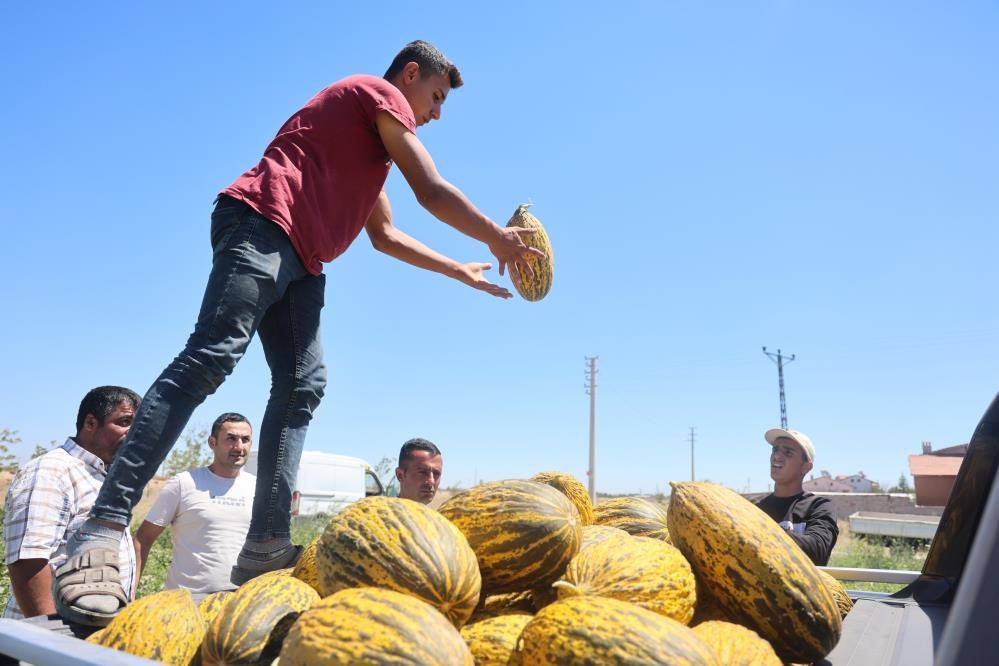 Konya’da yetişiyor, ünü dünyaya yayılıyor! Tarladan bu fiyata çıkıyor 5